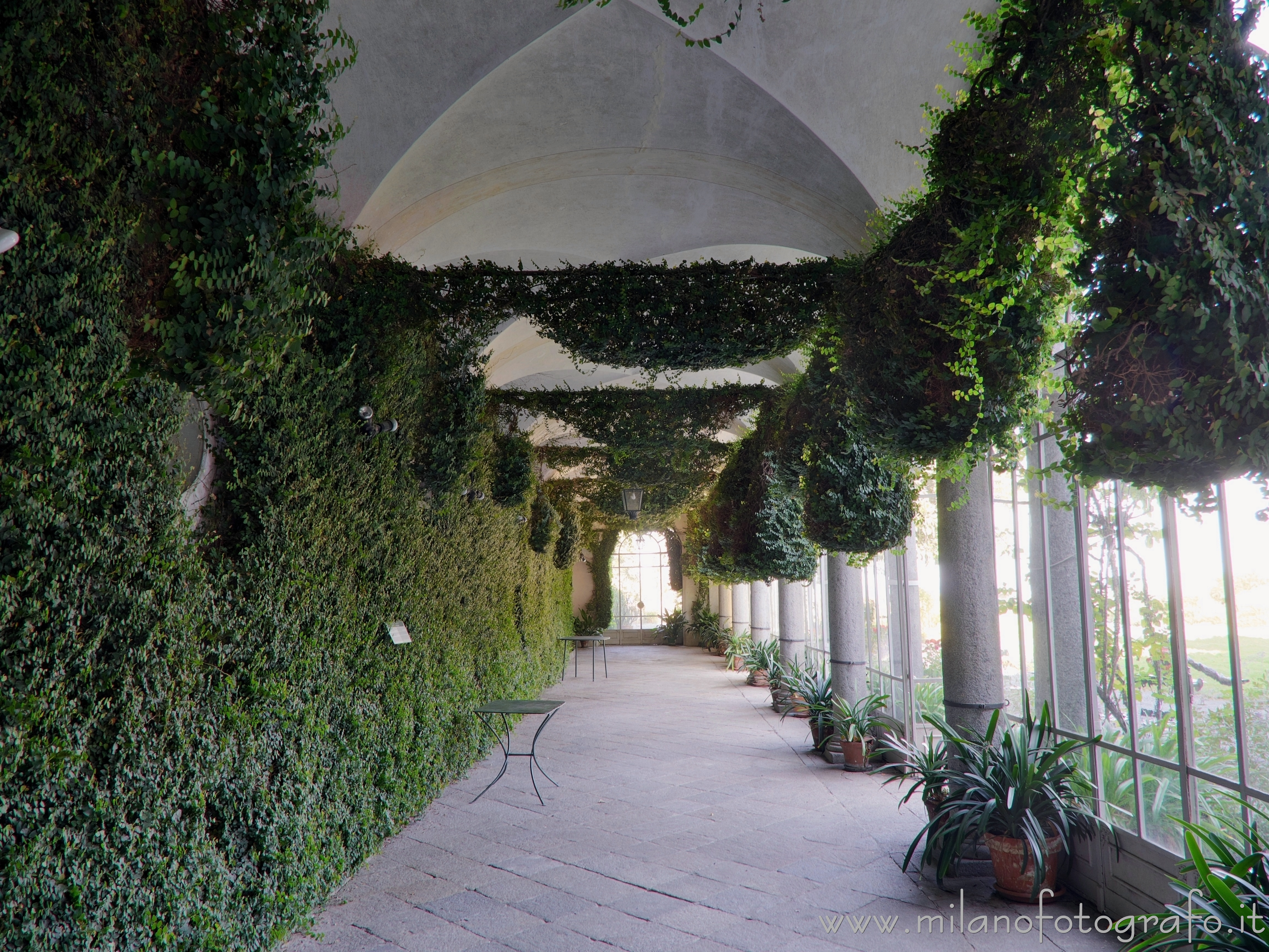 Biella (Italy) - 200 years old Ficus repens in the winter garden of La Marmora Palace